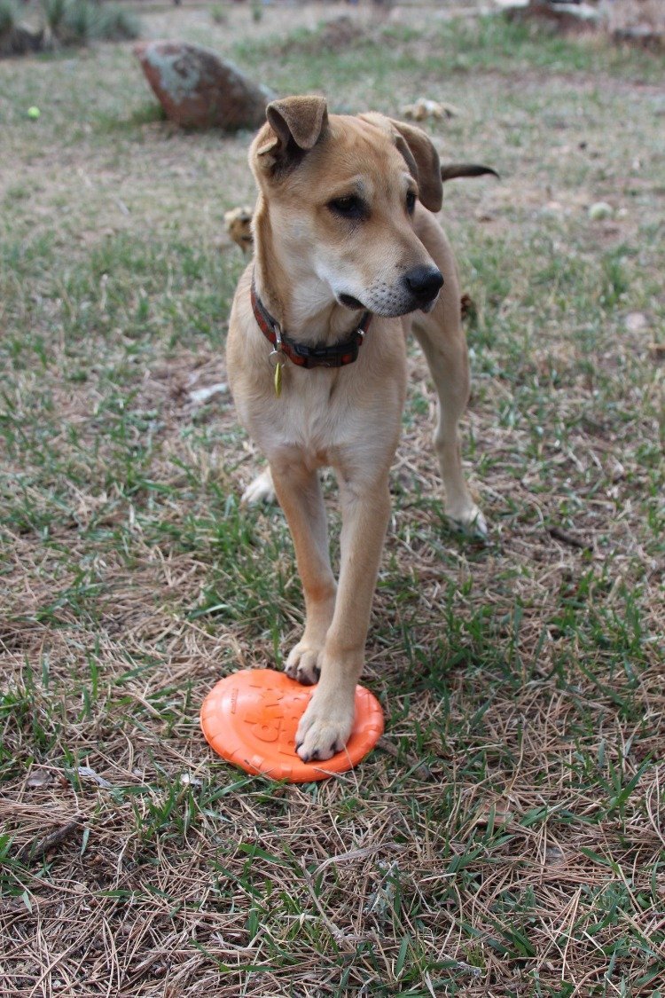 Bottle Top Flyer Rubber Frisbee for Dogs | Orange | Vet Approved | USA Made - PhishStones Products