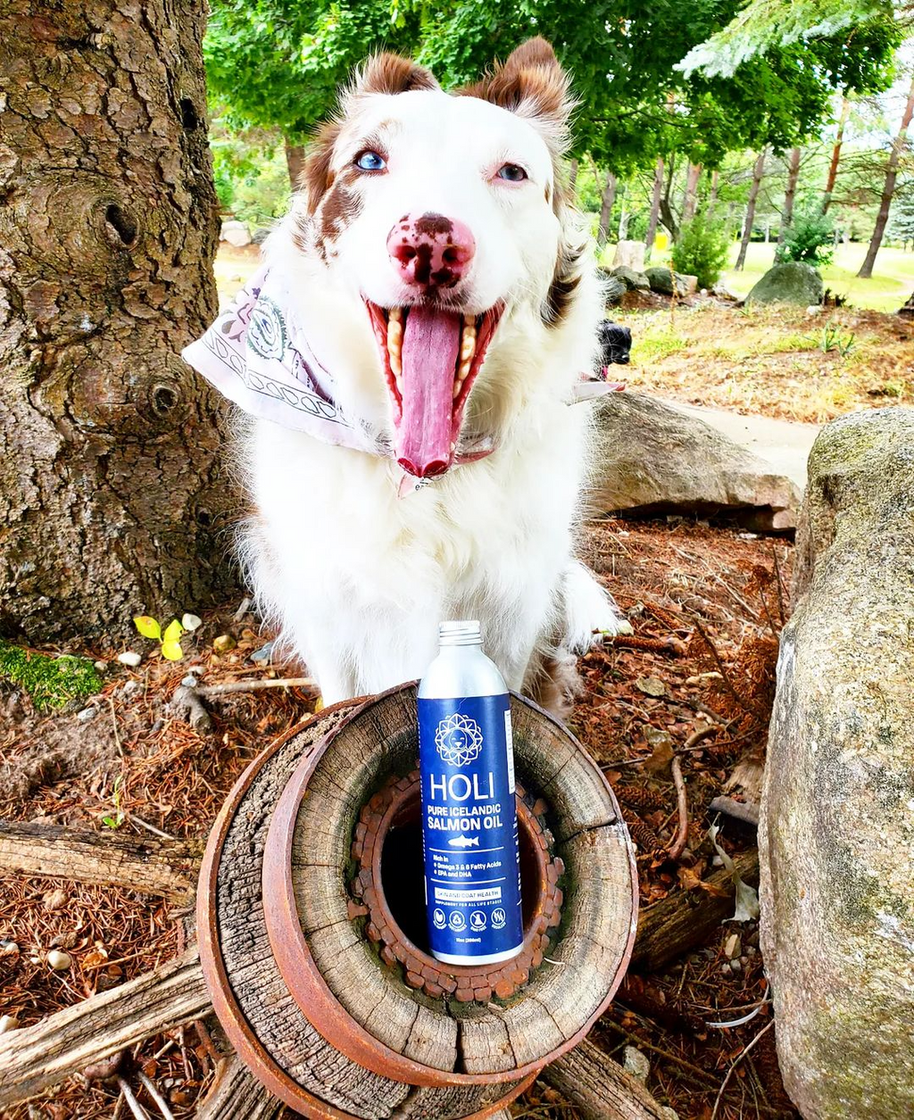 HOLI Icelandic Salmon Oil for Dogs | Extra Virgin