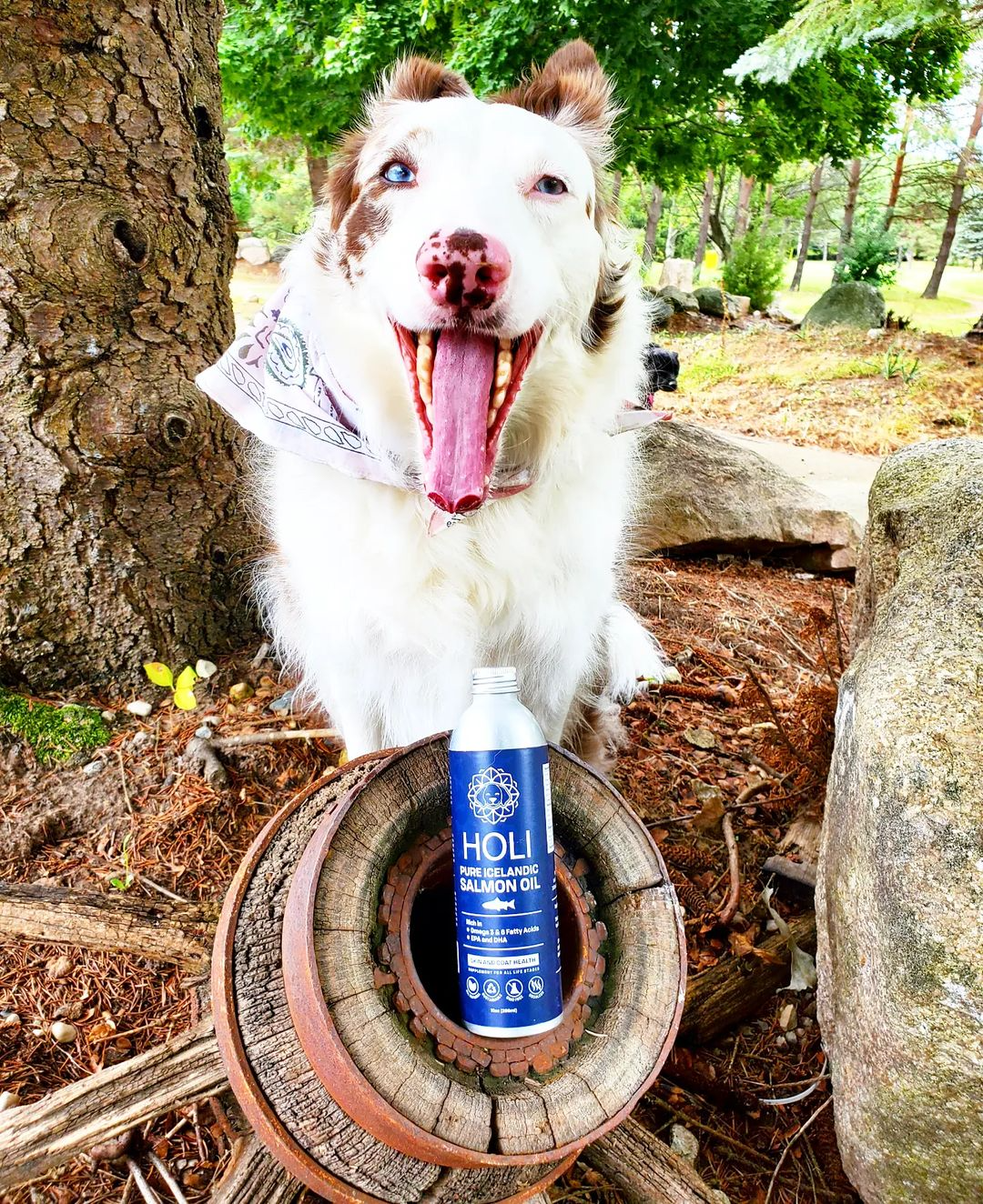 HOLI Icelandic Salmon Oil for Dogs | Extra Virgin