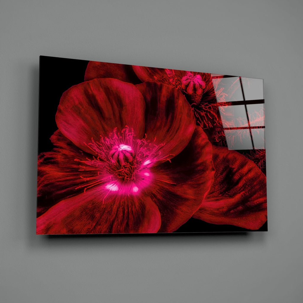 Crimson Poppy With Magenta Center Glass Wall Art