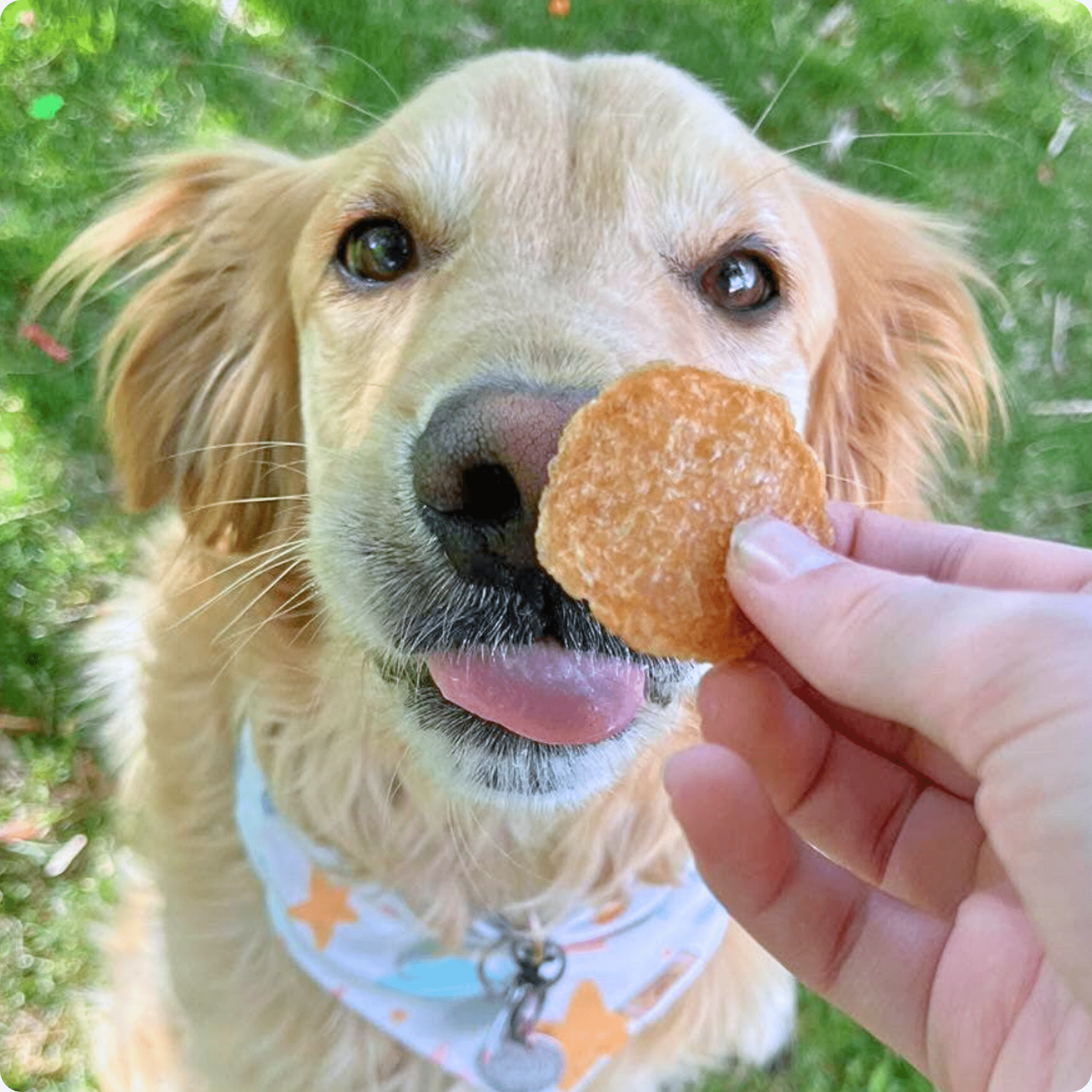 Chicken Chips for Dogs | All - Natural Single - Ingredient Dog Treats - PhishStones Products