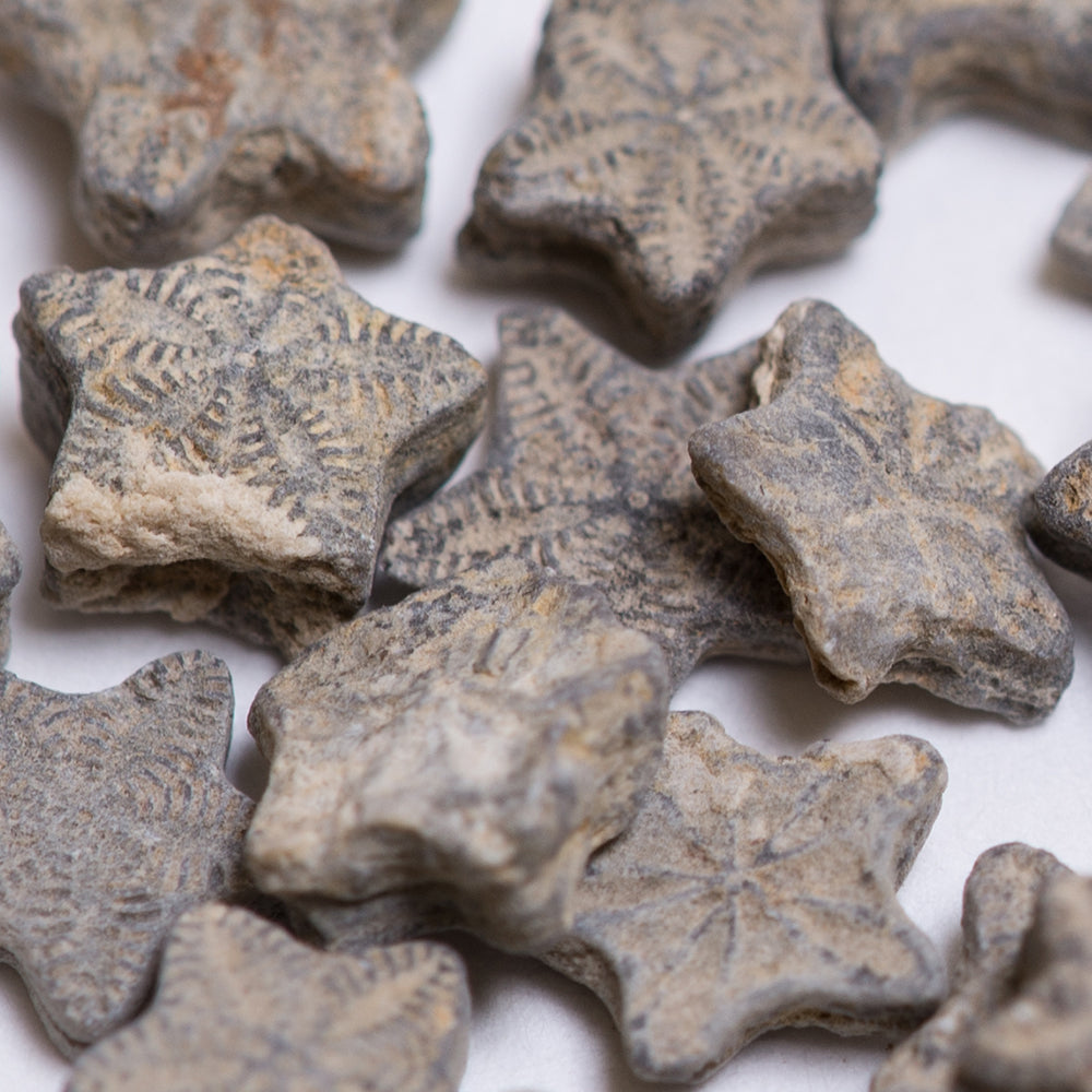 Crinoid "Feather Stars" Columnal Segments