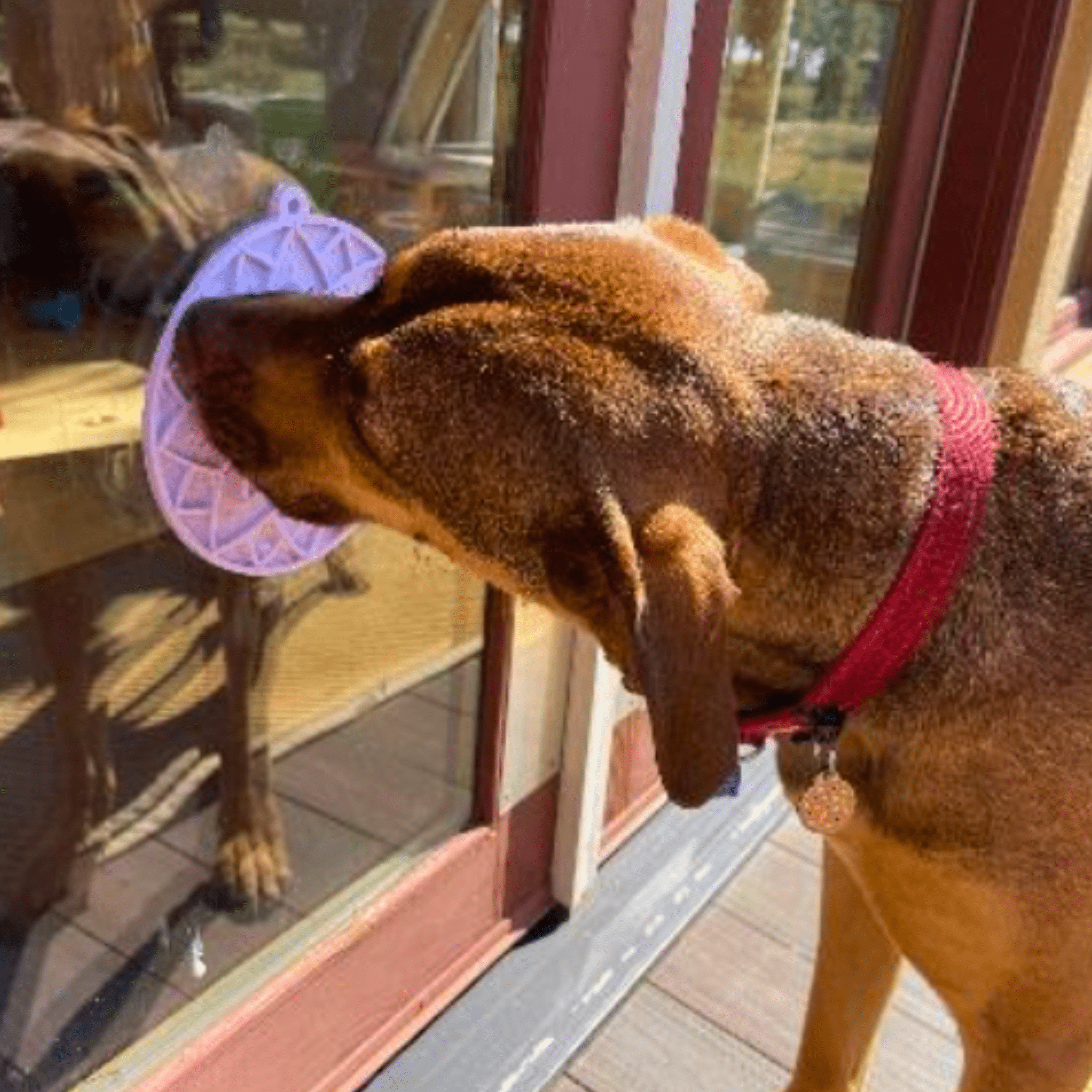 Dog Lick Mats with Suction Cups - PhishStones Products