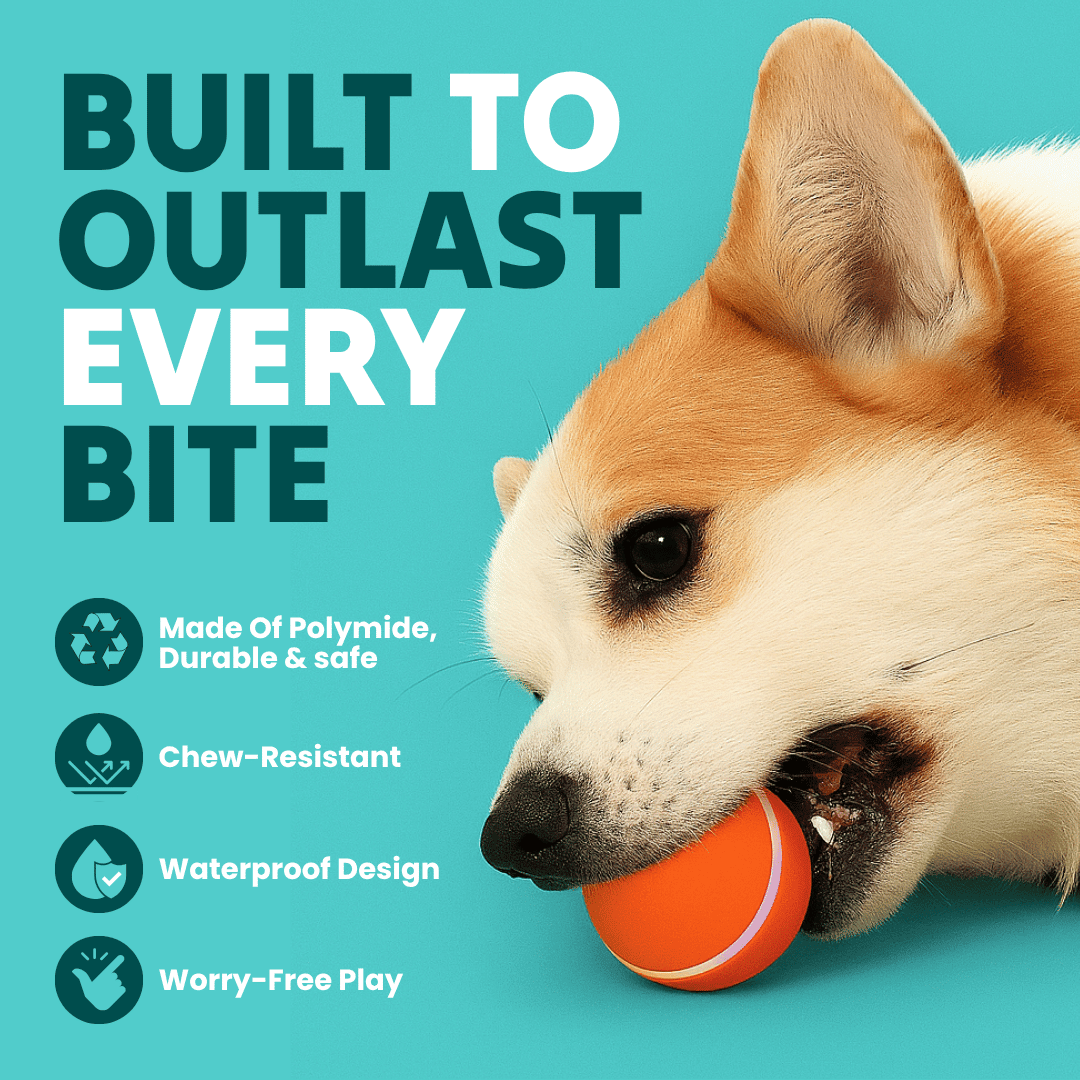 DOG’S INTERACTIVE BALL - PhishStones Products