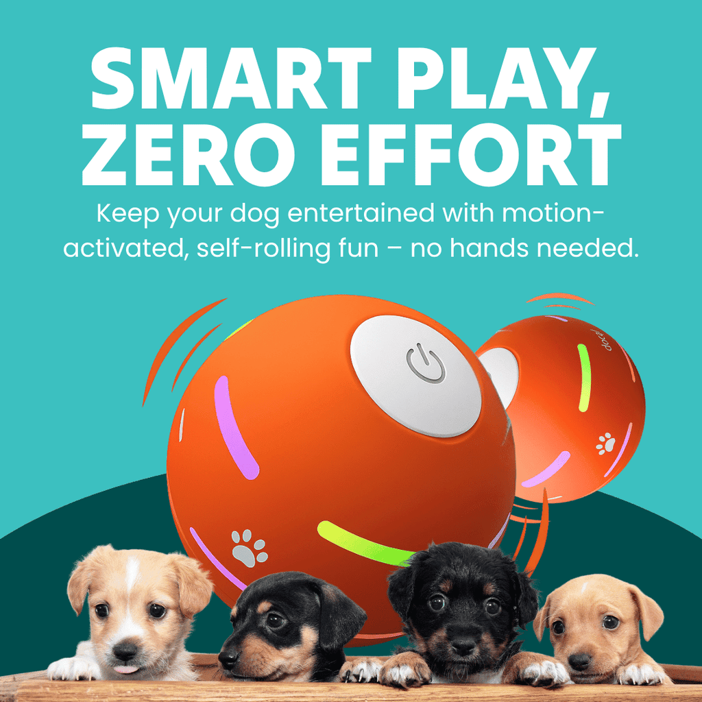 DOG’S INTERACTIVE BALL - PhishStones Products