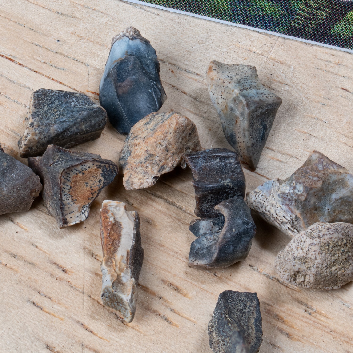 Edmontosaurus Tooth