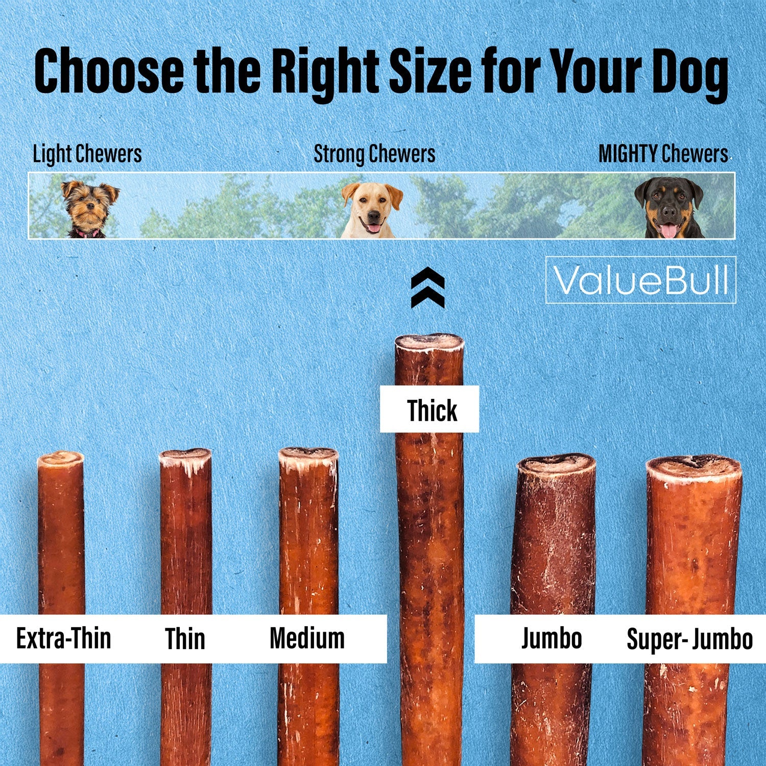ValueBull Bully Sticks for Large Dogs, Thick 12 Inch, 100 Count