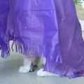 🐱✨ Magic Carpet Cat Play Tent – Crinkle Hideaway & Interactive Play Mat