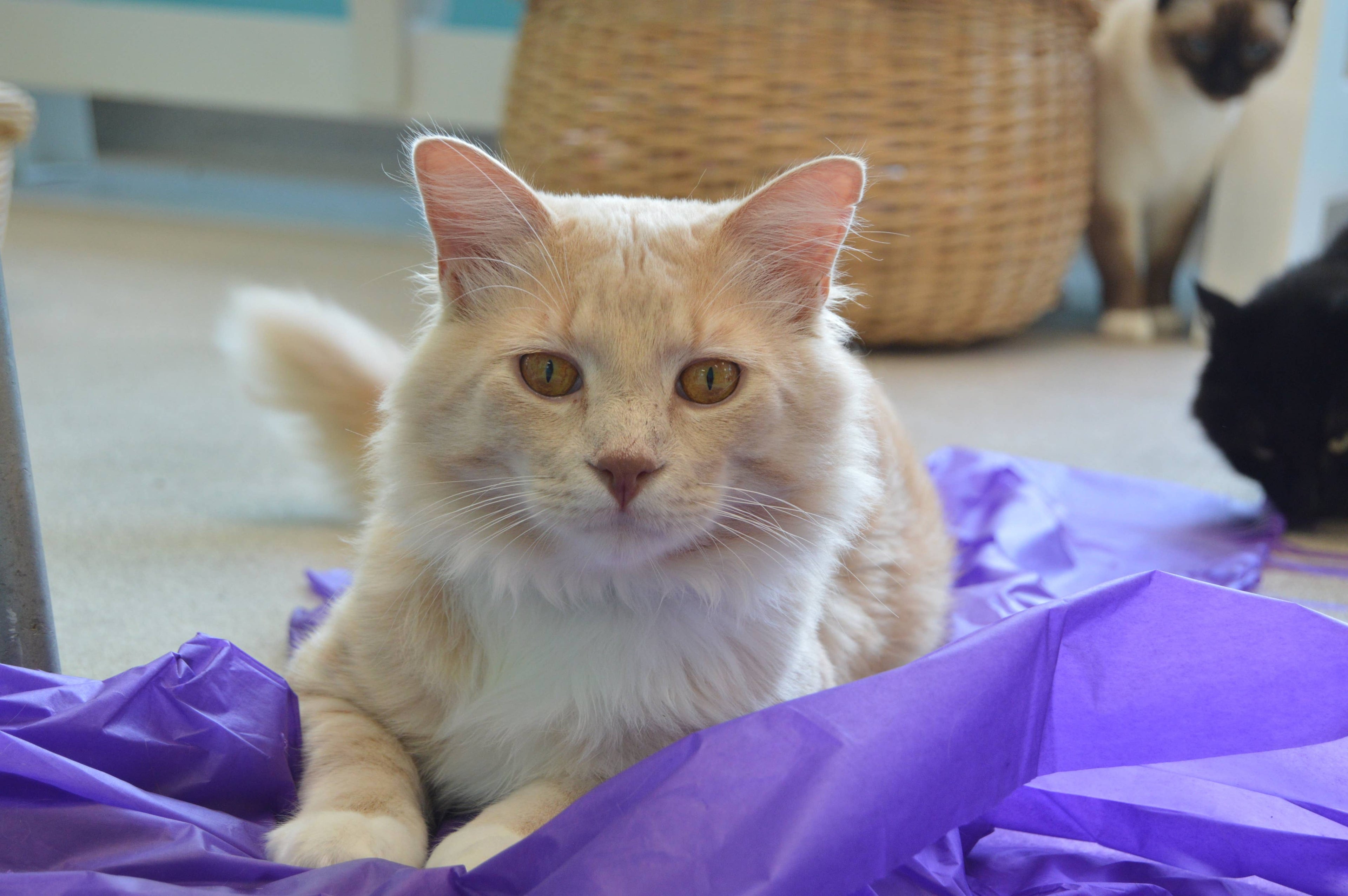 🐱✨ Magic Carpet Cat Play Tent – Crinkle Hideaway & Interactive Play Mat