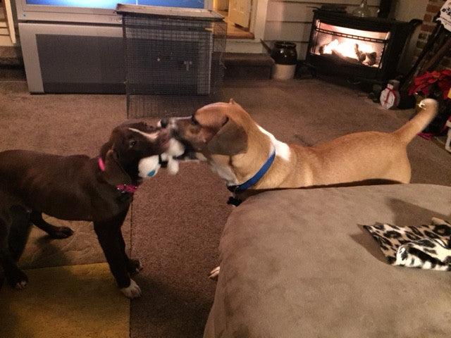 Flat 'n Tuff: No Stuffing, Squeaky: All sizes