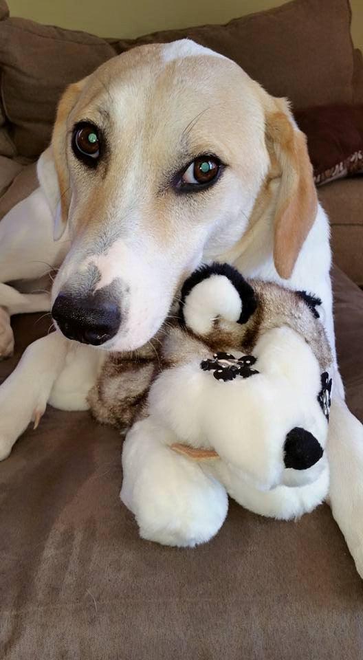 Flat 'n Tuff: No Stuffing, Squeaky: All sizes