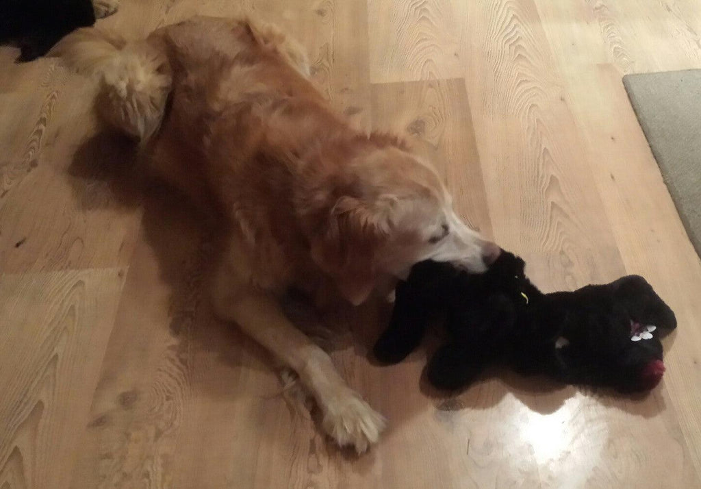 Flat 'n Tuff: No Stuffing, Squeaky: All sizes