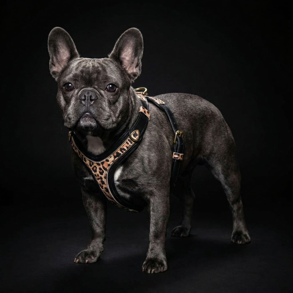 The Leopard Harness Small to Medium Size