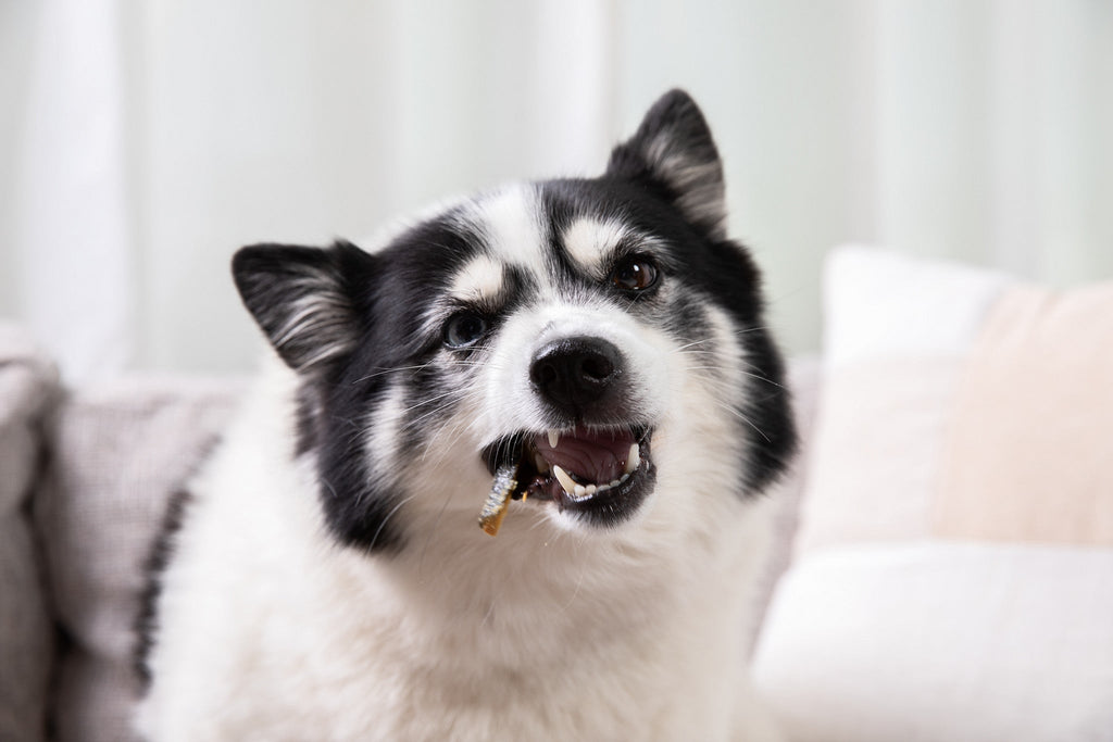 Salmon Skin Dental Chews for Dogs and Cats