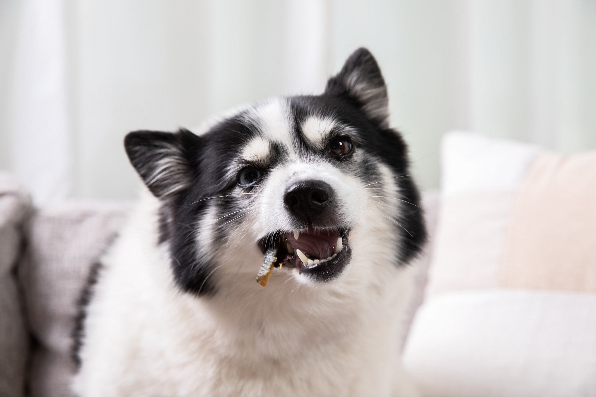 Salmon Skin Dental Chews for Dogs and Cats