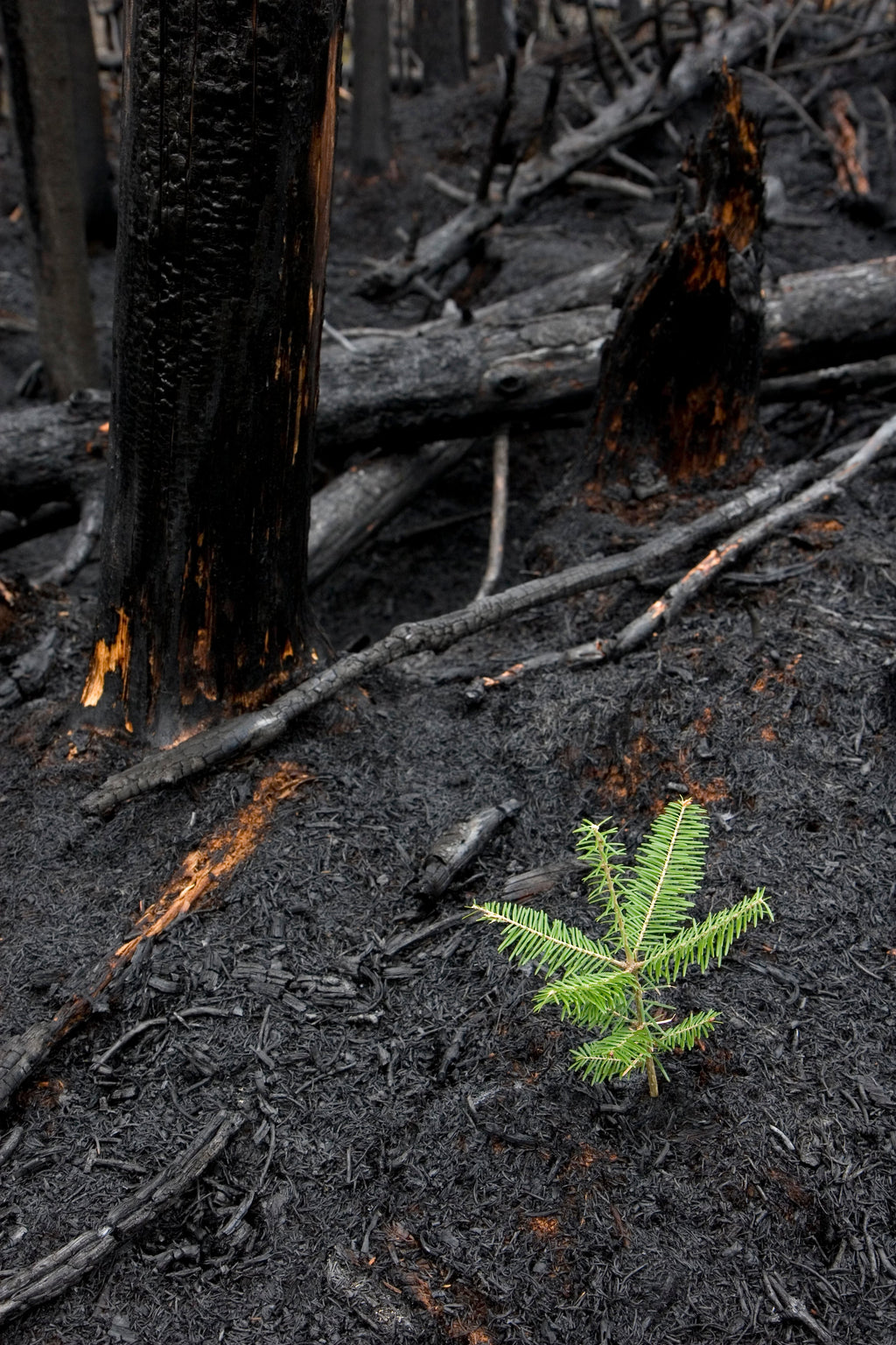 Plant a Tree in Honor or Memory in a California National Forest - A Living Tribute