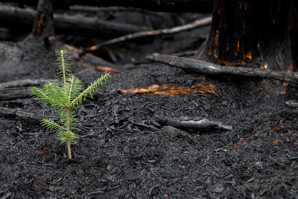 Plant a Tree in Honor or Memory in a California National Forest - A Living Tribute