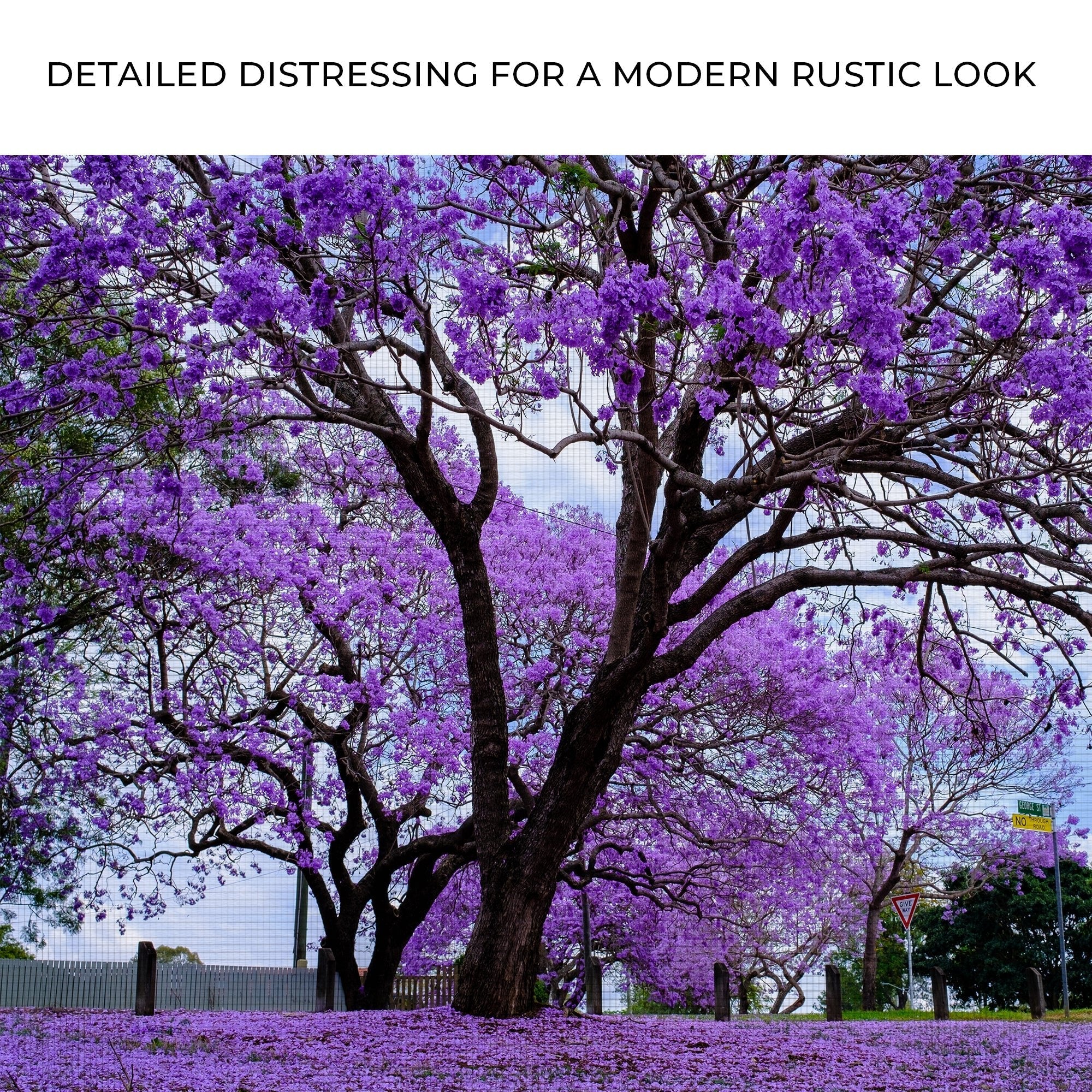 Jacaranda Trees Canvas Wall Art - PhishStones Products