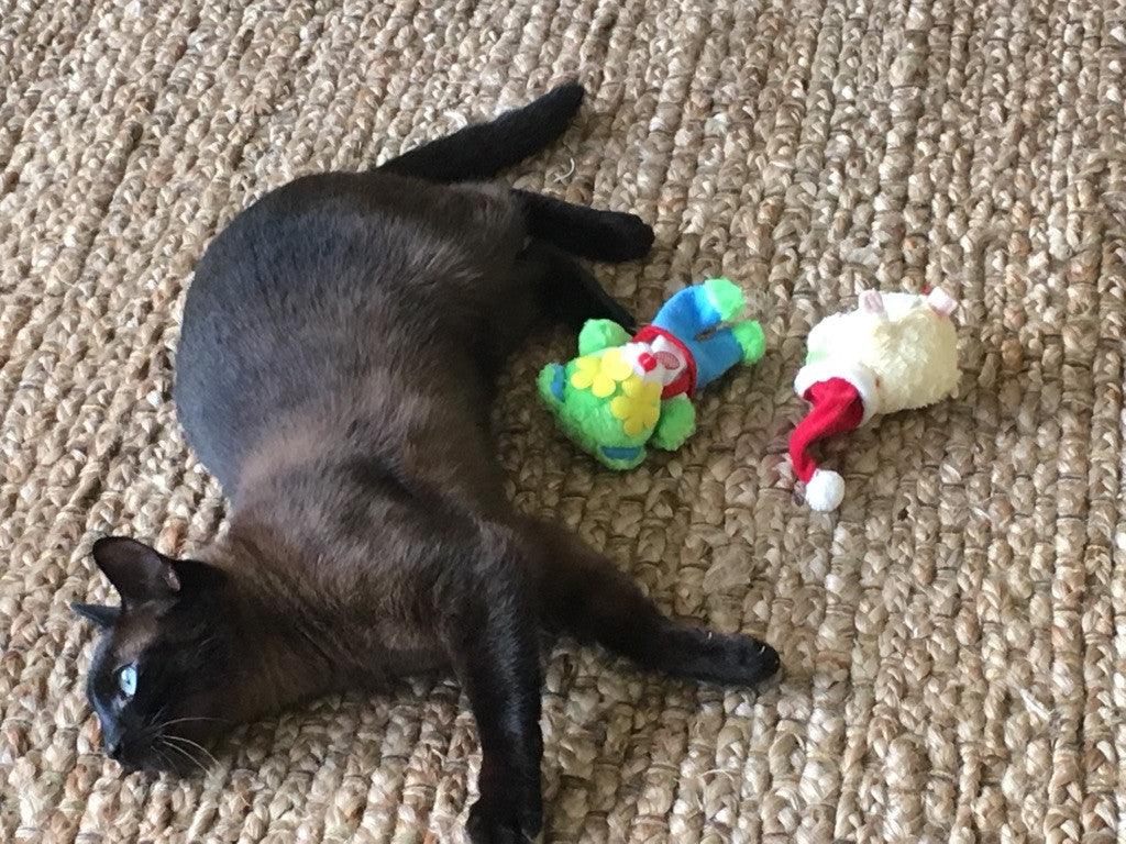 20% OFF! Kitty Combo Catnip & Rattle Cat Toy / Organic Catnip