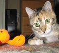 20% OFF! Kitty Combo Catnip & Rattle Cat Toy / Organic Catnip