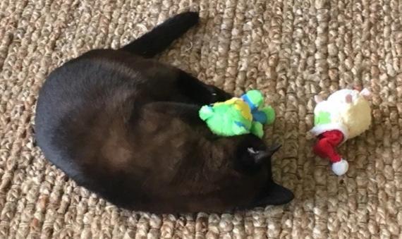 20% OFF! Kitty Combo Catnip & Rattle Cat Toy / Organic Catnip