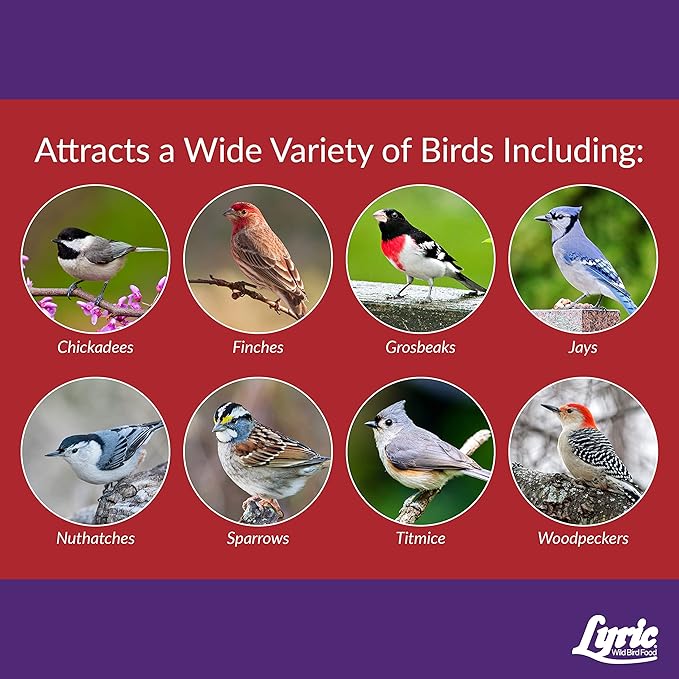 Lyric Delite Wild Bird Seed - No Waste Bird Food Mix with Shell - Free Nuts & Seeds - Attracts Buntings, Chickadees & Finches - 5 lb bag - PhishStones Products