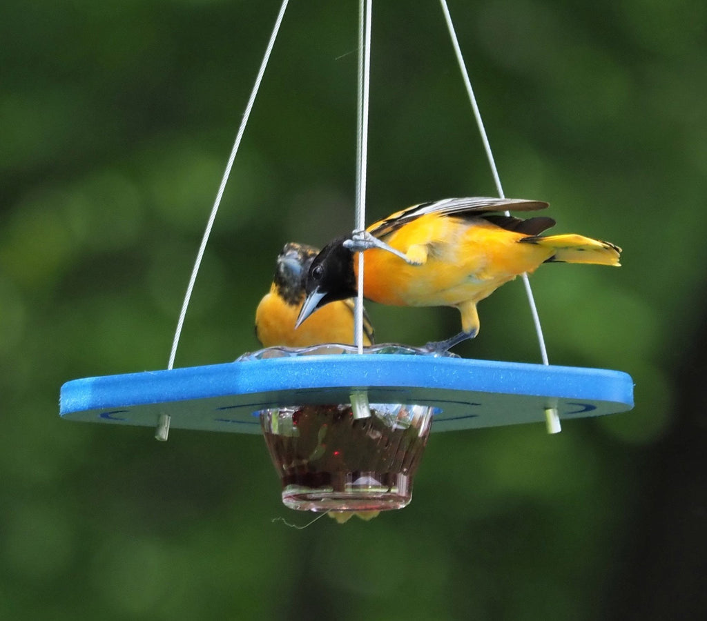 Oriole Bird Feeder, Porch Jelly-Cup Oriole Feeder, Poly Lumber