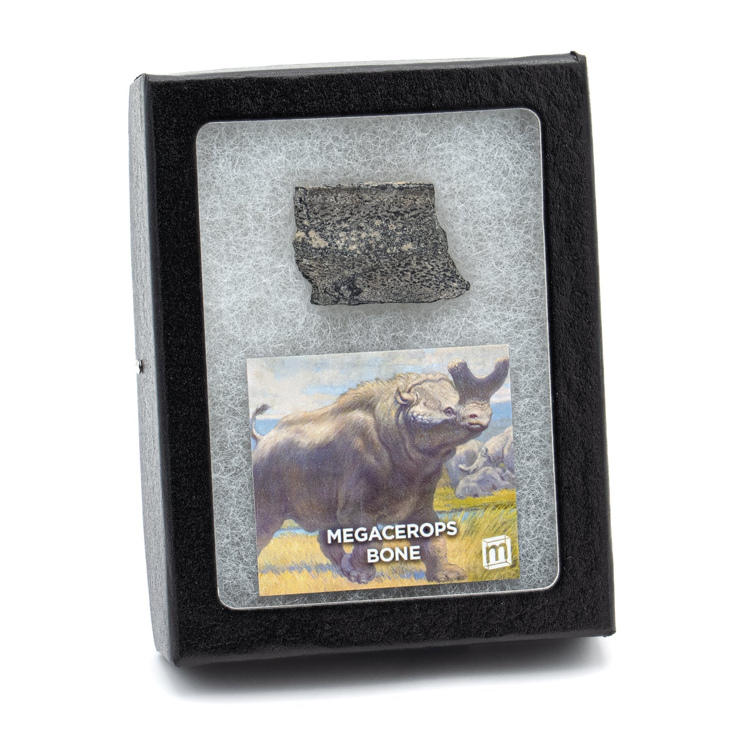 Megacerops Bone - Eocene Fossil