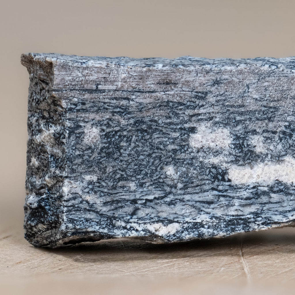 Megacerops Bone - Eocene Fossil