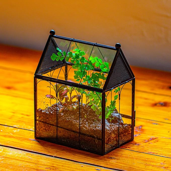 NCYP Small Glass Spider Enclosure with Mesh for Jumping Spiders, Snails, Micro House Shaped Front Opening Plant Terrarium, Home Decor Black, 5.8" x 3.8" x 7" (Terrarium Only) - PhishStones Products