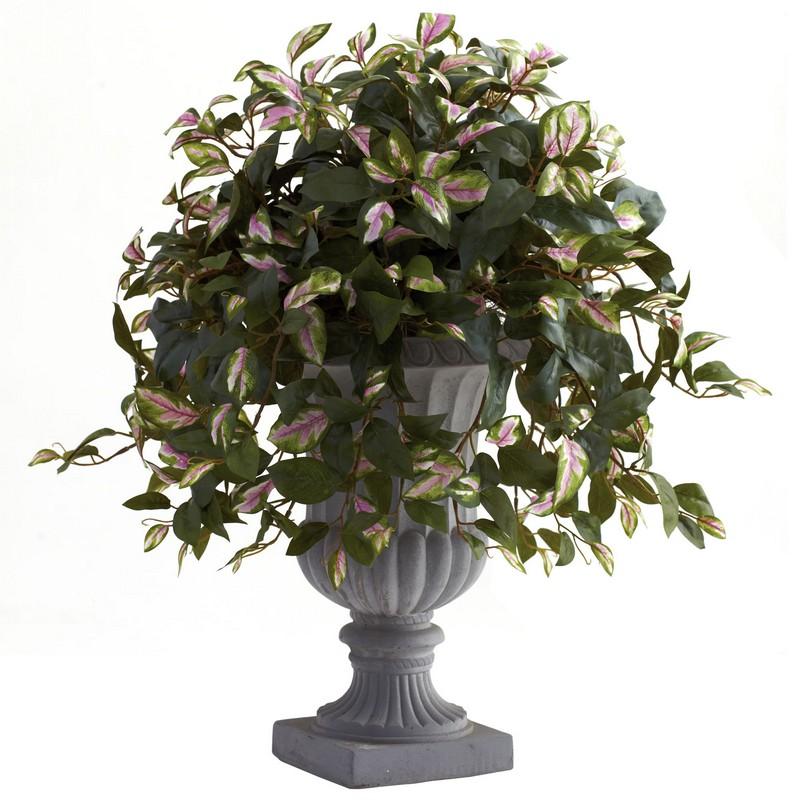 Hoya with Decorative Urn