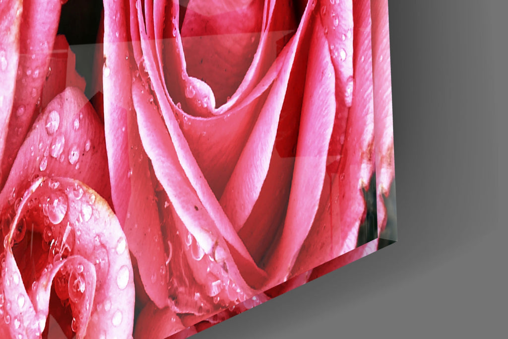 Dewy Pink Rose Bouquet Closeup Glass Wall Art