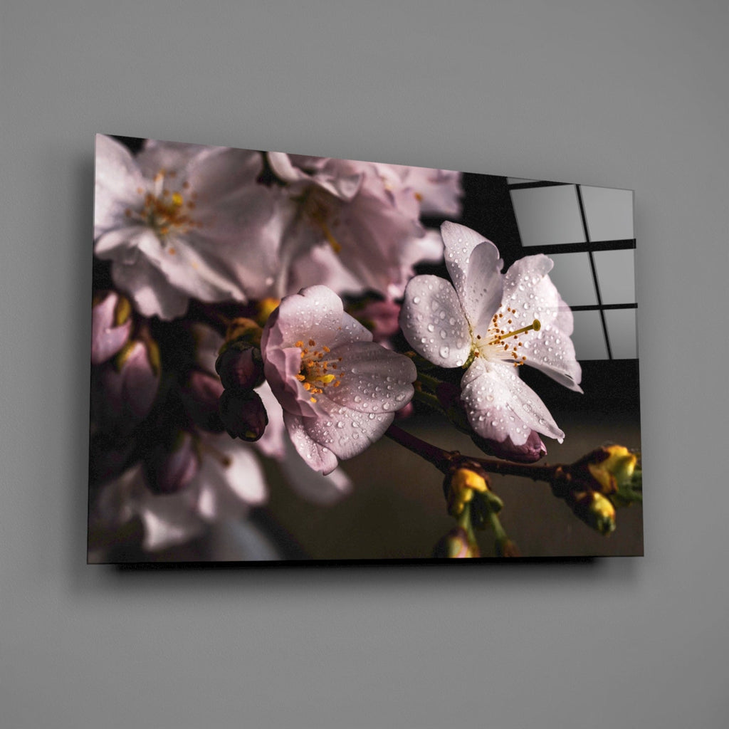 Dewdrop Pink Cherry Blossoms Glass Wall Art