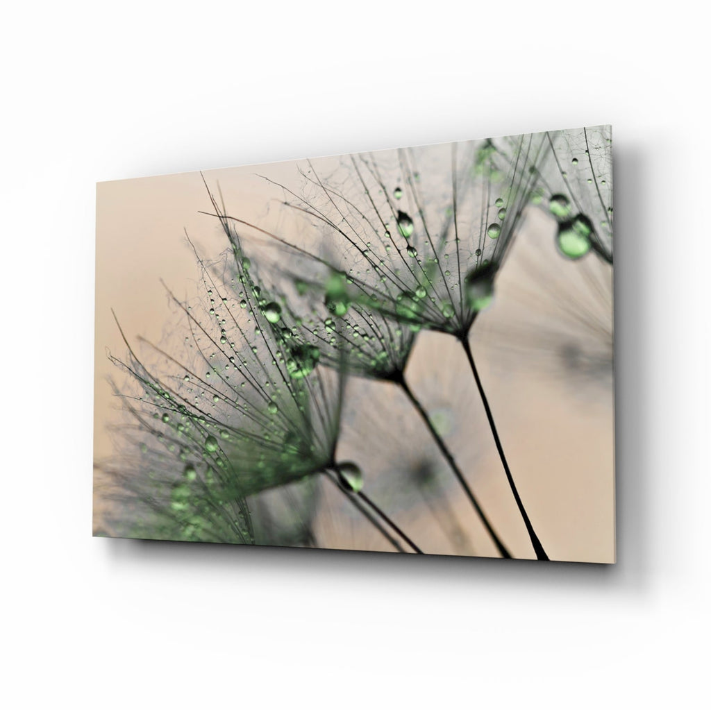 Green Dew Drops Dandelion Wisp Glass Wall Art
