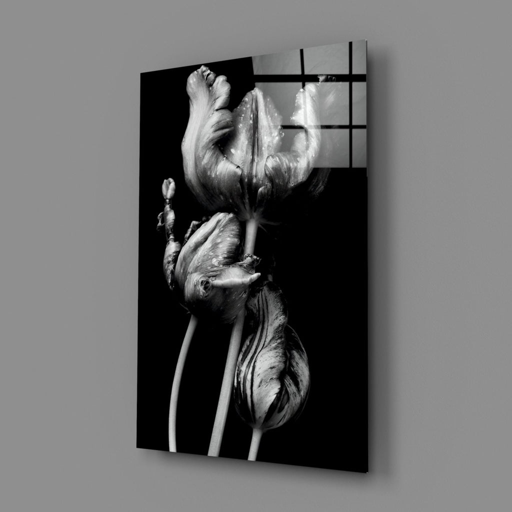 Three Parrot Tulips on Black Glass Wall Art