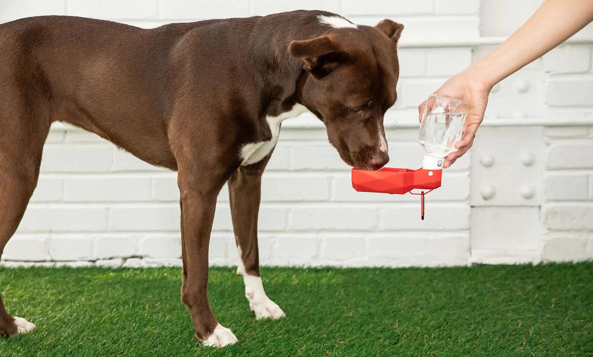 Pet Water Bottle - PhishStones Products