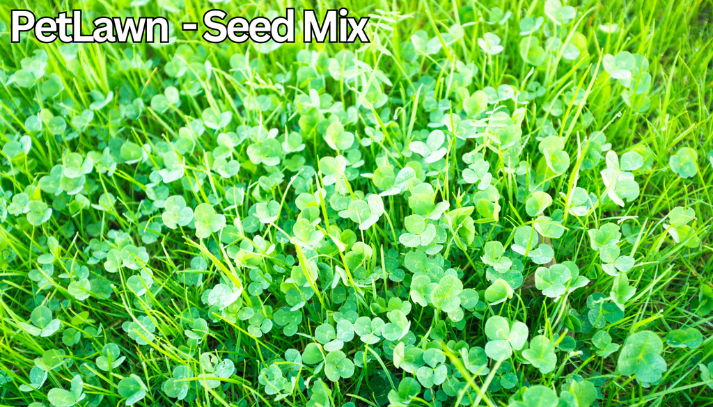 PetLawn™ Dog - Friendly Lawn Mix – Durable, Pet - Safe Grass & Clover Blend - PhishStones Products