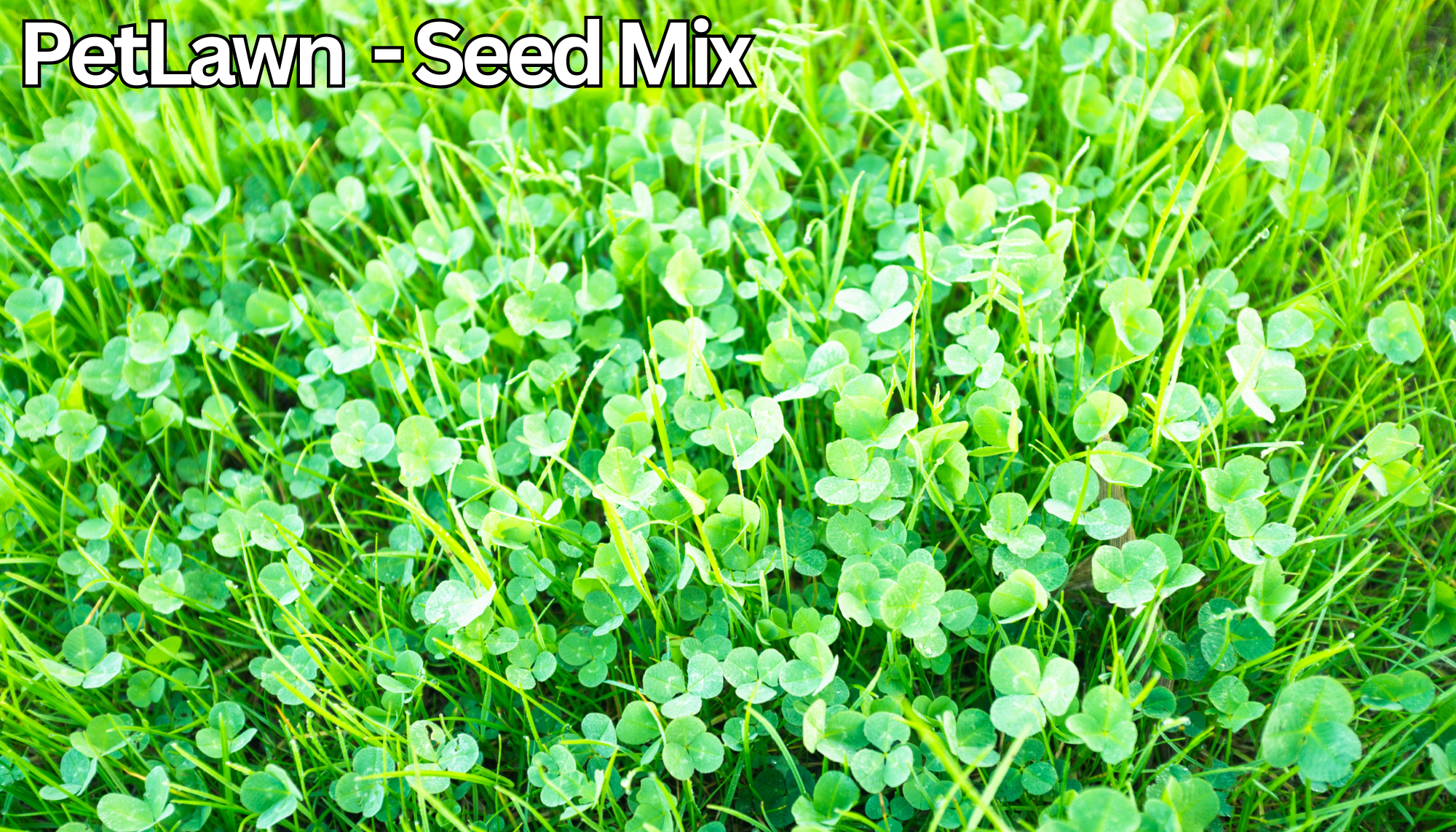 PetLawn™ Dog - Friendly Lawn Mix – Durable, Pet - Safe Grass & Clover Blend - PhishStones Products