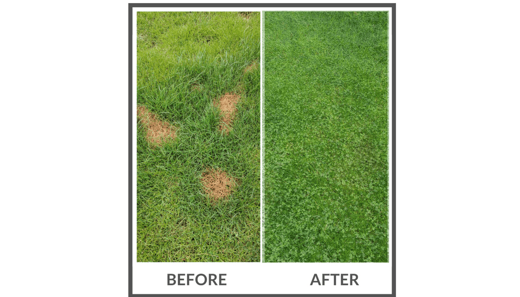 PetLawn™ Dog - Friendly Lawn Mix – Durable, Pet - Safe Grass & Clover Blend - PhishStones Products