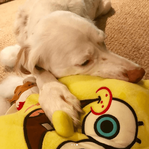 Pillow Pals Squeaky Stuffed Dog Toys: M, L & XL