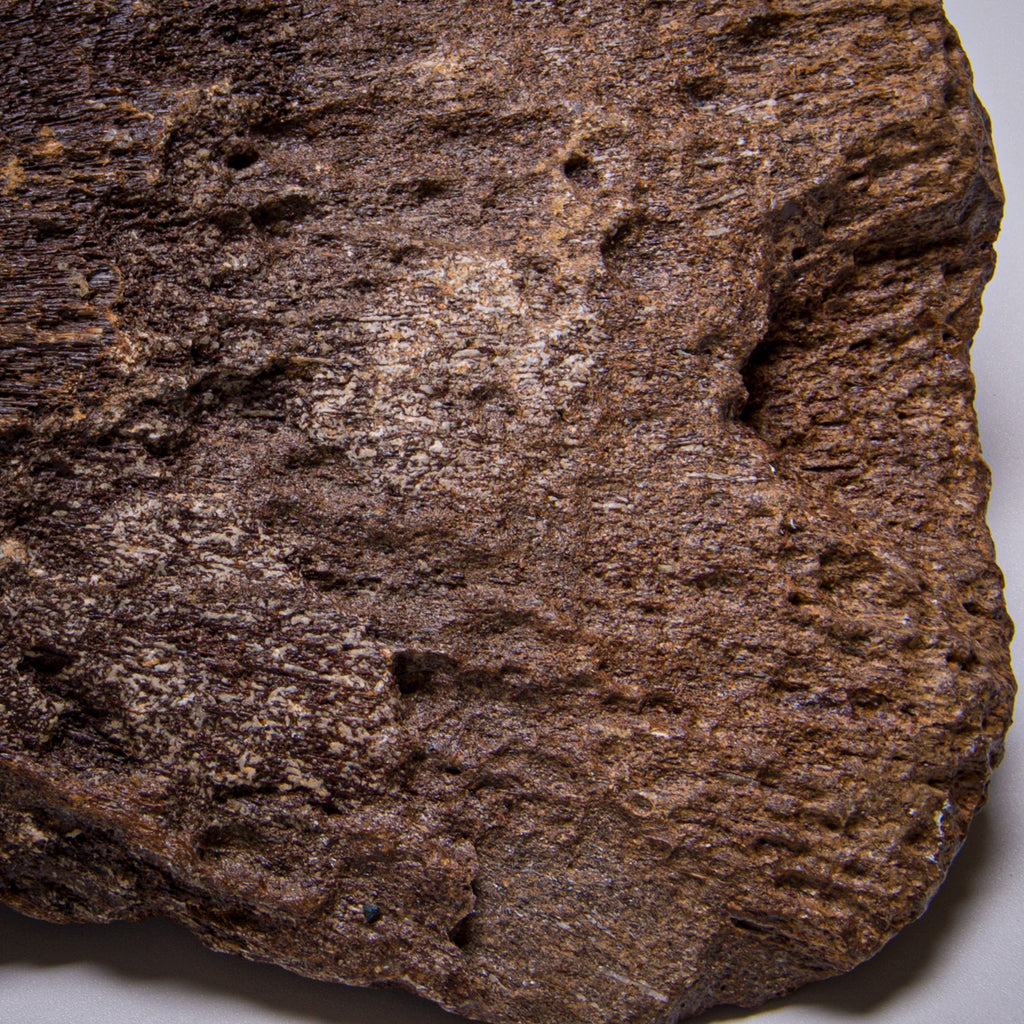 Plesiosaur Paddle Fossil