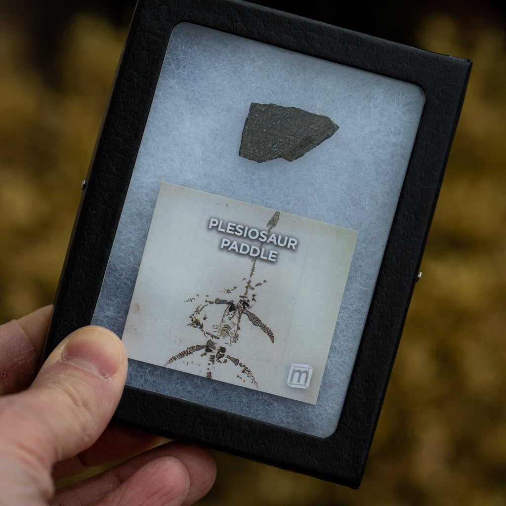 Plesiosaur Paddle Fossil