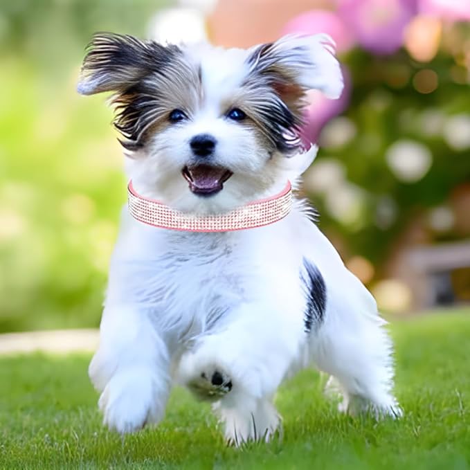 Rhinestone Dog Collar for Small Dogs, Bling Diamond Fancy Crystal Glitter Pretty Jewel Pet Puppy Collars for XXS XS Small Medium Large Breed Girl Dogs Female Cats Kitten, Teal XXSmall - PhishStones Products