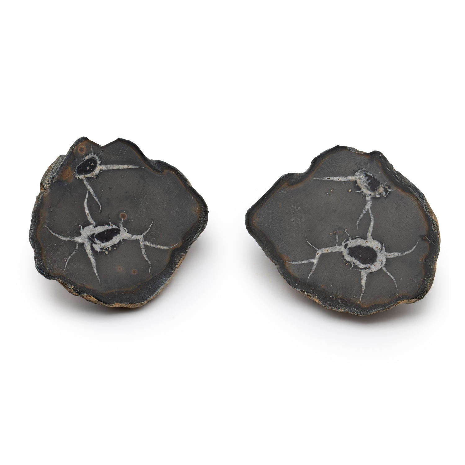 Septarian Nodules