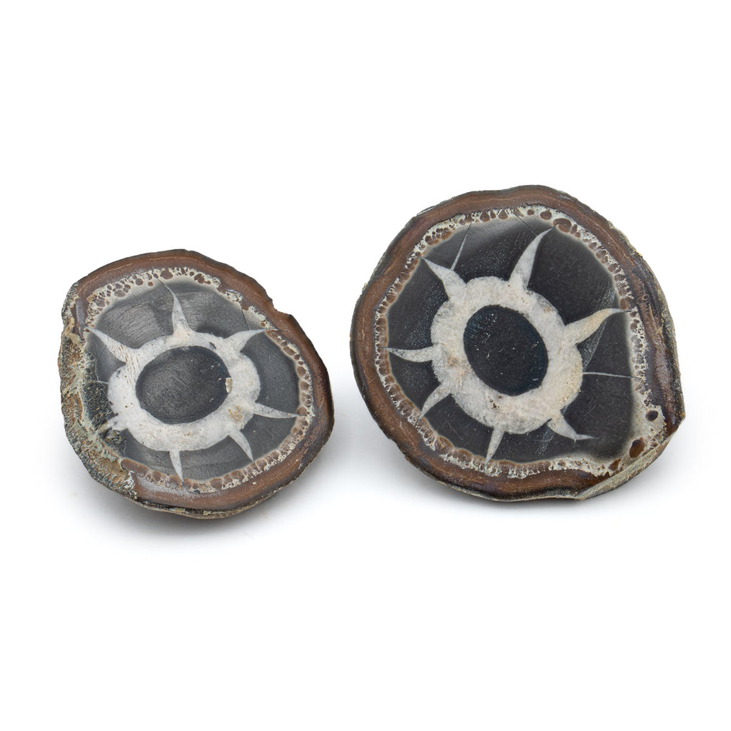 Septarian Nodules
