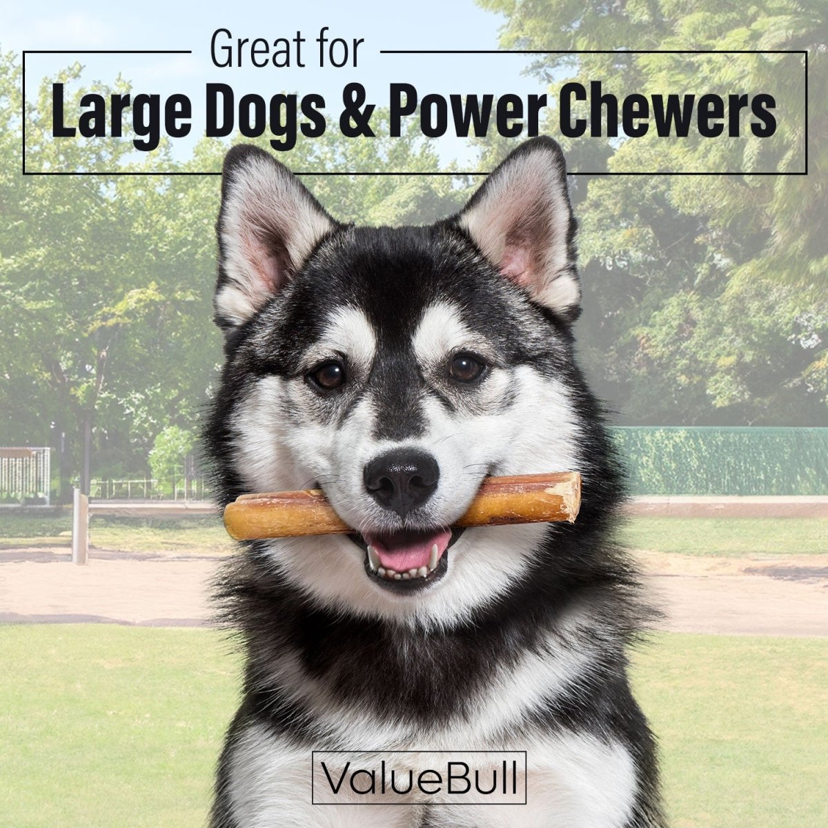 ValueBull Bully Sticks for Large Dogs, Jumbo 6 Inch, 25 Count