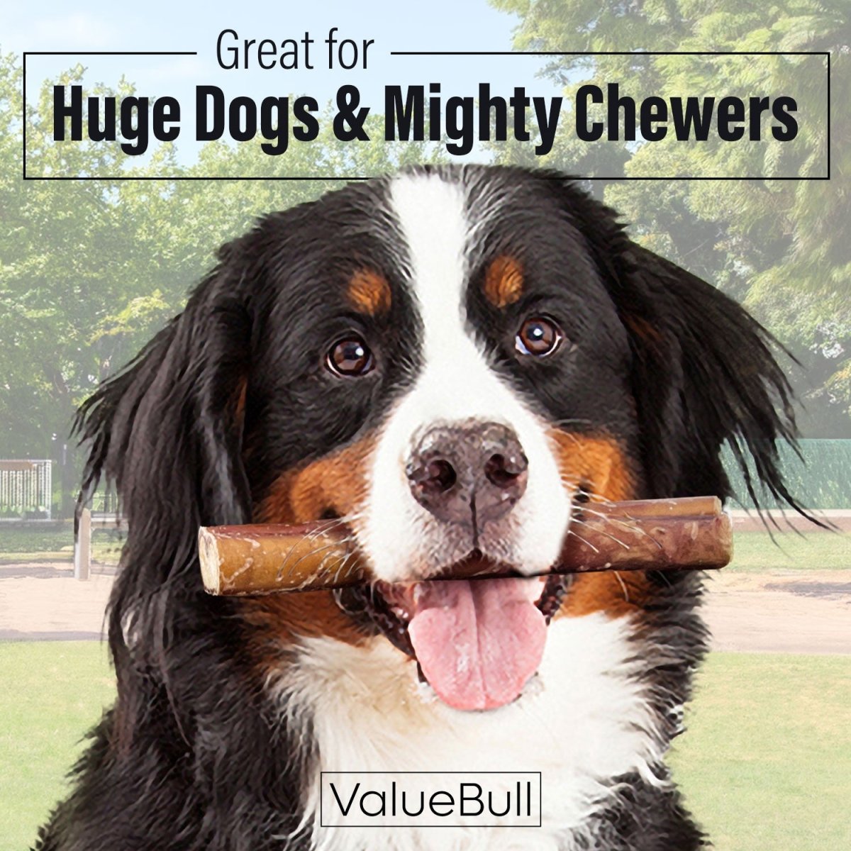 ValueBull Bully Sticks for Large Dogs, Super Jumbo 6 Inch, 10 Count