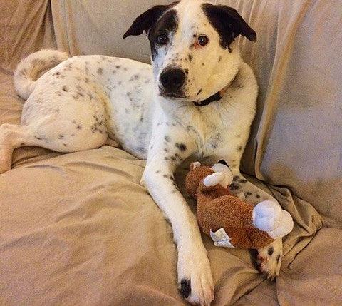 Small Stuffed SQUEAKY Dog & Puppy Toys / 10-30 lbs.