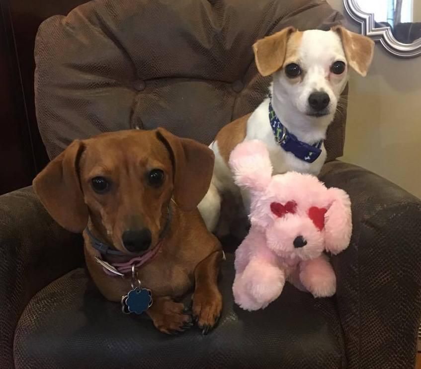 SMALL & TINY Hearts, Love & Candy Dog Toys: Squeak & NO Squeak