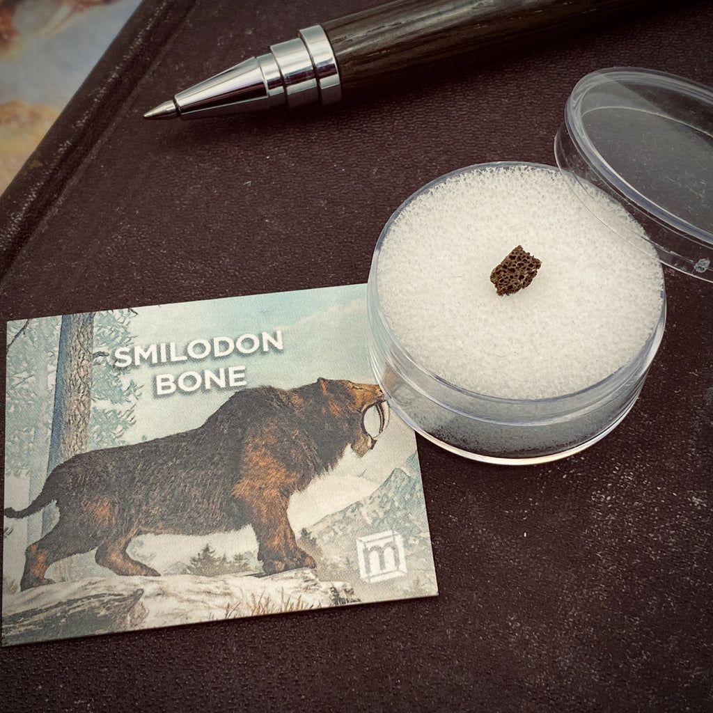 Smilodon Bone